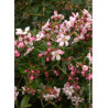 ESCALLONIA APPLE BLOSSOM