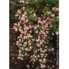 ESCALLONIA APPLE BLOSSOM