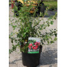 ESCALLONIA CRIMSON SPIRE En pot de 4-5 litres
