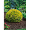THUJA occidentalis GOLDEN GLOBE