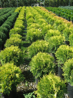 THUJA occidentalis GOLDEN GLOBE