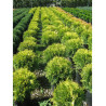 THUJA occidentalis GOLDEN GLOBE