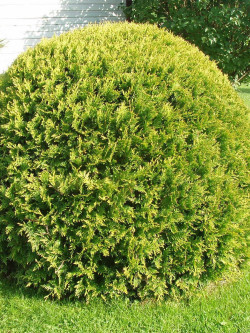 THUJA occidentalis GOLDEN GLOBE