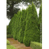 THUJA occidentalis SMARAGD