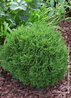 THUJA occidentalis TINY TIM