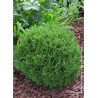 THUJA occidentalis TINY TIM