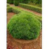THUJA occidentalis TINY TIM