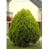 THUJA orientalis AUREA NANA