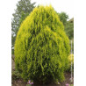 THUJA orientalis AUREA NANA