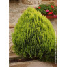 THUJA orientalis AUREA NANA