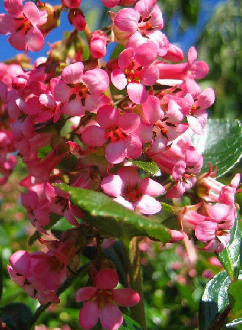 ESCALLONIA DART'S ROSY RED