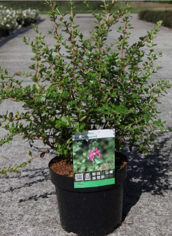 ESCALLONIA DART'S ROSY RED En pot de 4-5 litres