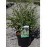 ESCALLONIA DART'S ROSY RED En pot de 4-5 litres