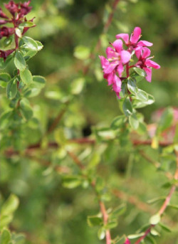 ESCALLONIA DART'S ROSY RED