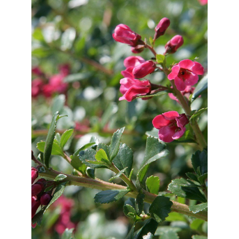 ESCALLONIA DONARD RADIANCE