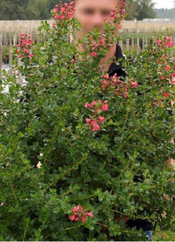 ESCALLONIA DONARD RADIANCE