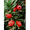 TAXUS baccata