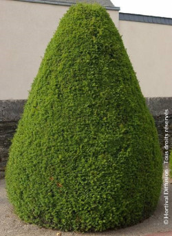 TAXUS baccata