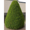 TAXUS baccata