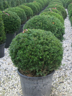 TAXUS baccata