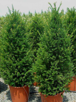 TAXUS baccata