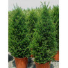 TAXUS baccata