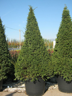 TAXUS baccata