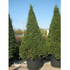 TAXUS baccata