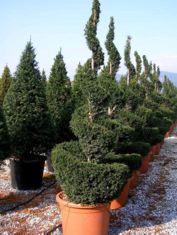 TAXUS baccata