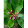 ESCALLONIA DONARD SEEDLING
