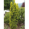 TAXUS baccata FASTIGIATA AUREA