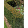 TAXUS media STRAIT HEDGE