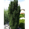TAXUS baccata FASTIGIATA