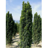 TAXUS baccata FASTIGIATA