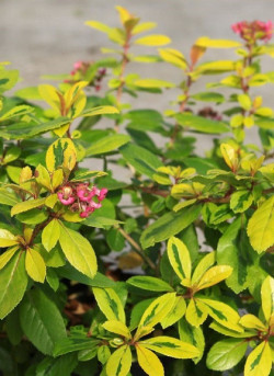 ESCALLONIA LAEVIS GOLD ELLEN