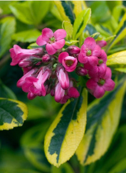 ESCALLONIA LAEVIS GOLD ELLEN