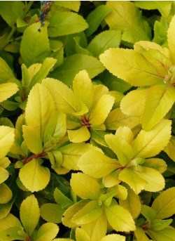 ESCALLONIA LAEVIS GOLD ELLEN