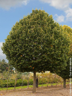 TILIA platyphyllos RUBRA