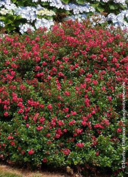 ESCALLONIA RED DREAM