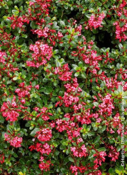 ESCALLONIA RED DREAM
