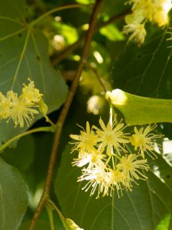 TILIA cordata GREENSPIRE