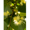 TILIA cordata GREENSPIRE