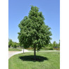 TILIA cordata GREENSPIRE