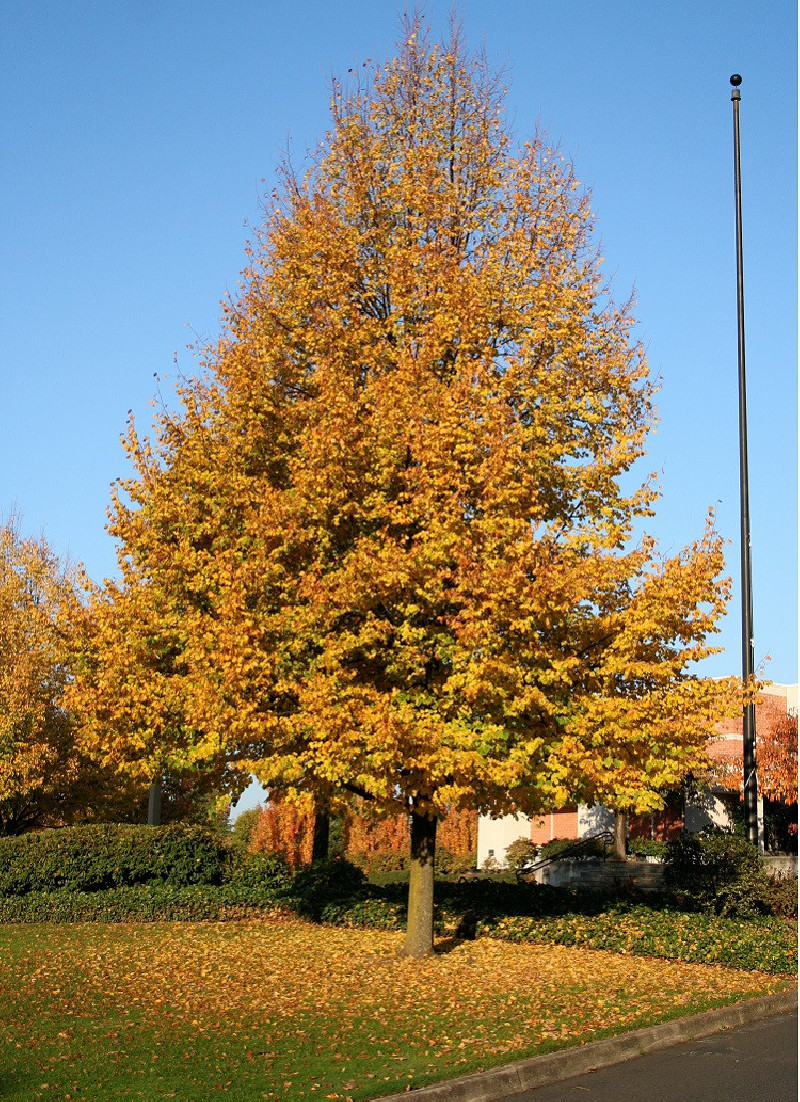 TILIA cordata GREENSPIRE