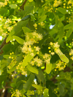 TILIA europaea EUCHLORA