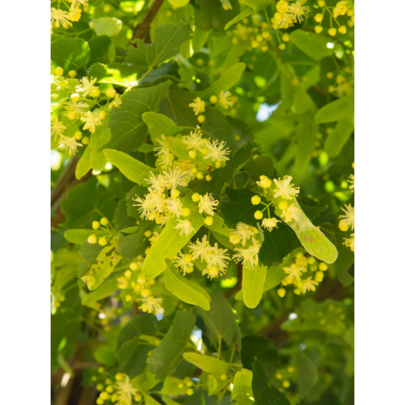 TILIA europaea EUCHLORA