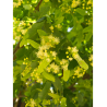 TILIA europaea EUCHLORA