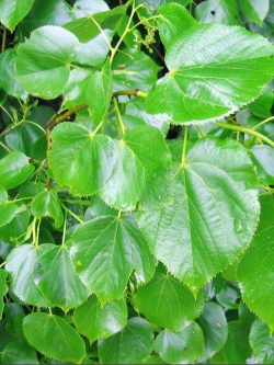 TILIA europaea EUCHLORA