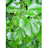 TILIA europaea EUCHLORA