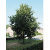 TILIA europaea EUCHLORA